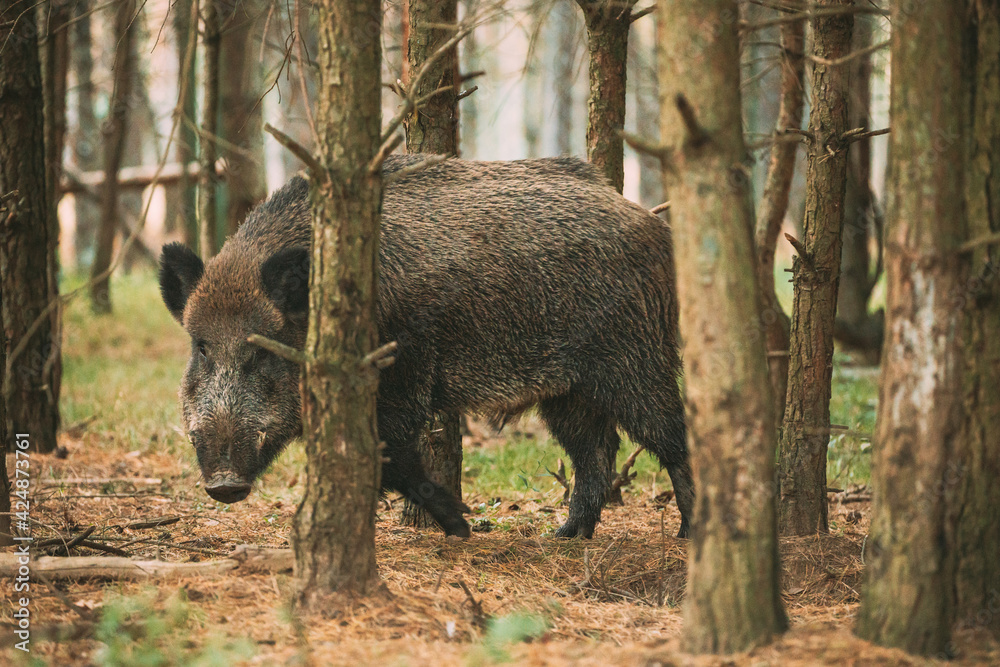 Belarus. Wild Boar Or Sus Scrofa, Also Known As The Wild Swine, Eurasian Wild Pig Looking Through Pines Trunks In Autumn Forest. Wild Boar Is A Suid Native To Much Of Eurasia, North Africa, And Belarus. Wild Boar Or Sus Scrofa, Also Known As The Wild Swine, Eurasian Wild Pig Looking Through Pines Trunks In Autumn Forest. Wild Boar Is A Suid Native To Much Of Eurasia, North Africa, And