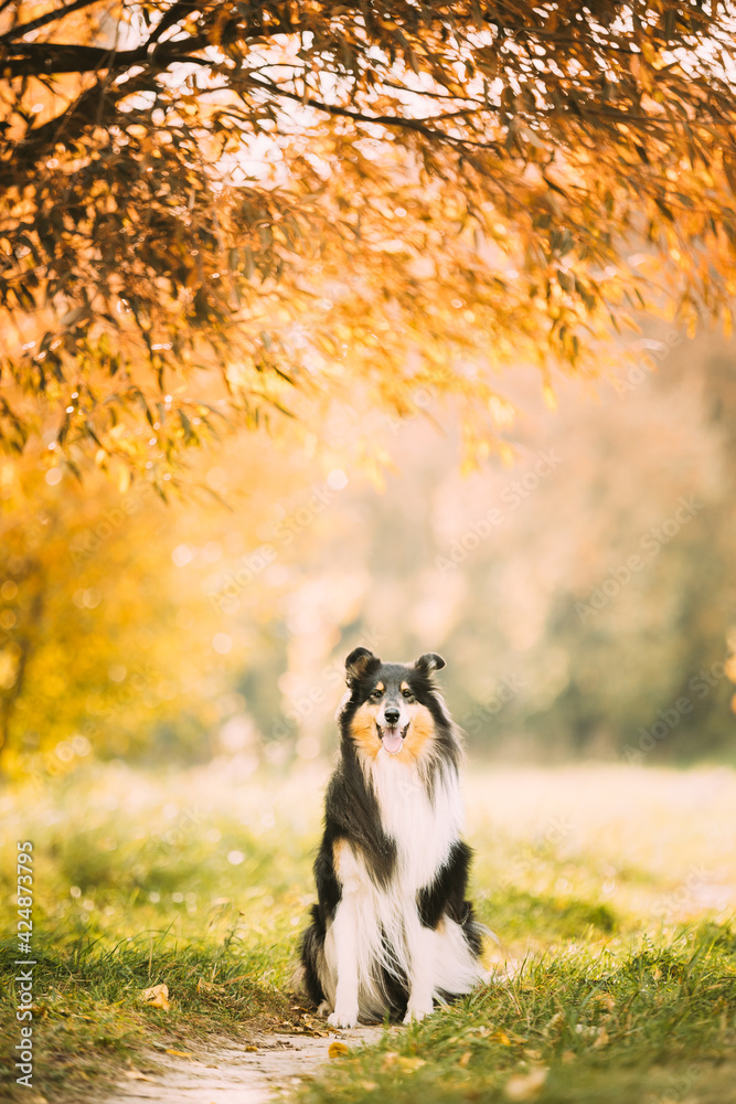 Obraz premium Tricolor Rough Collie, Funny Scottish Collie, Long-haired Collie, English Collie, Lassie Dog Posing Outdoors In Park. Portrait In Autumn Park