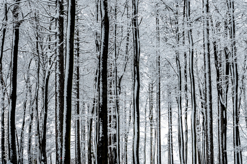 A beautiful picture of a snowy forest © weinkoetz