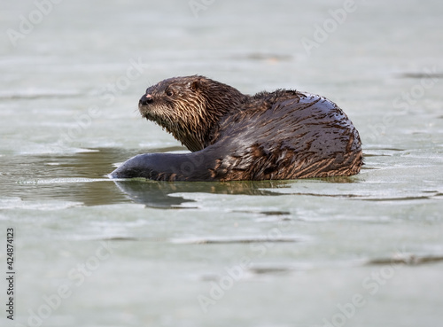 North American River Otter or Northern River Otter Resting on Ice in Early Spring, Closeup Portrait © FotoRequest