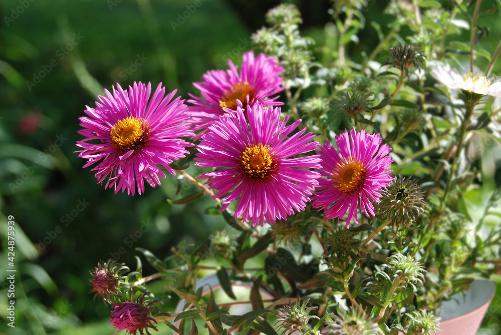 Obraz premium Beautiful aster flower