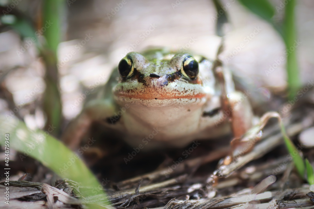 Fototapeta premium Macro of a woodfrog sitting in the tall grass
