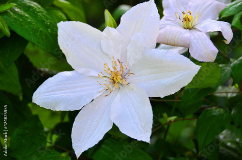 Beautiful clematis flower