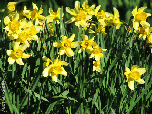 Beautiful narcissus flower