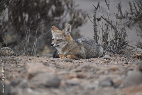 Zorro culpeo  freirina  north of chile  Fox