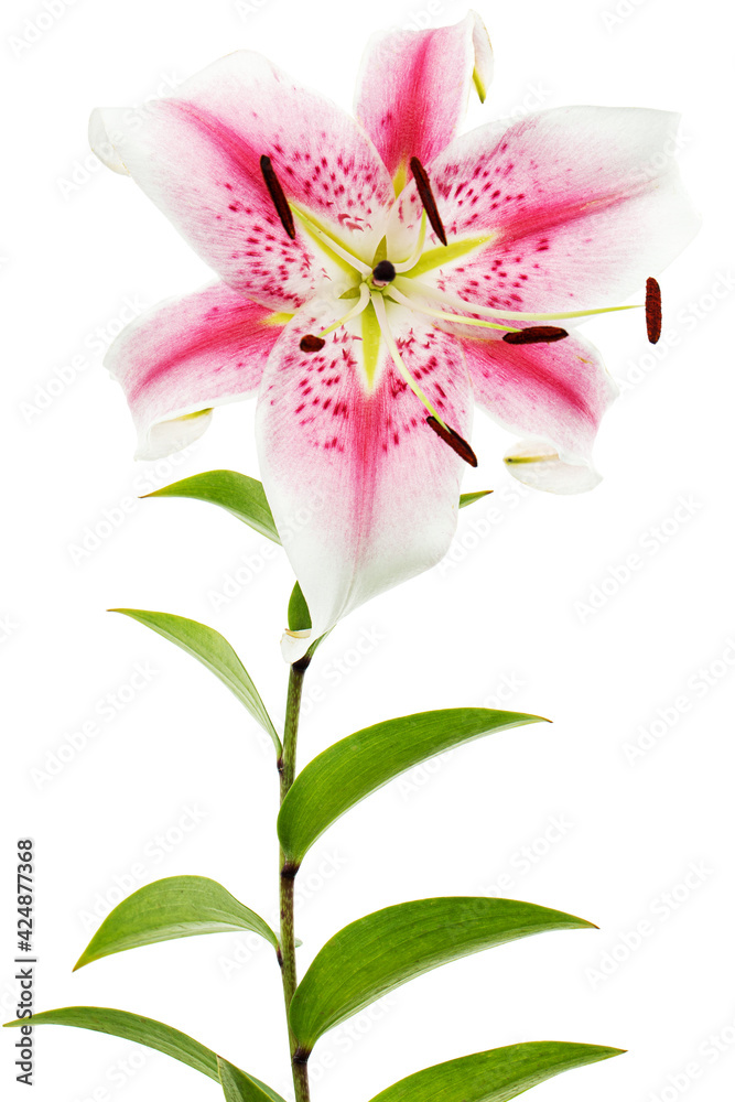 Big white-pink flower of lily, isolated on white background
