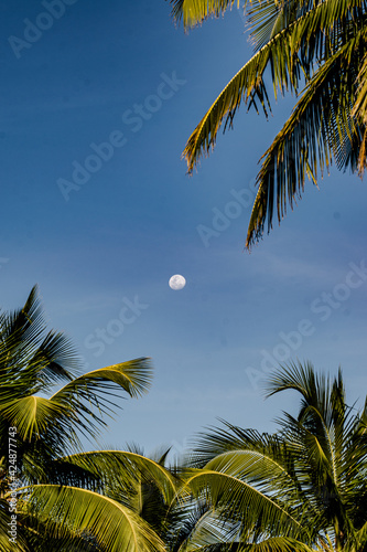 palm tree at night