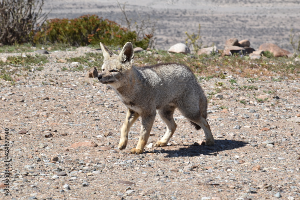 Zorro culpeo, freirina, north of chile, Fox Zorro culpeo, freirina, north of chile, Fox