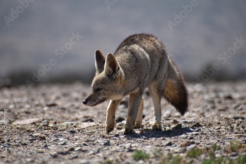 Zorro culpeo, freirina, north of chile, Fox photo