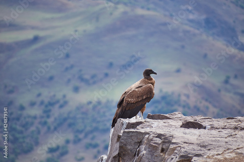 Condor de los andes