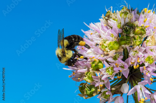 Bumble bee feeding on nectar from nodding onion wildflower. Concept of insect and wildlife conservation, habitat preservation, and backyard flower garden photo