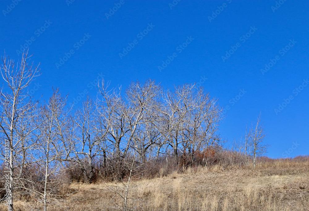 Spring sunny day trees and bright blue sky. Spring sunny day trees and bright blue sky.