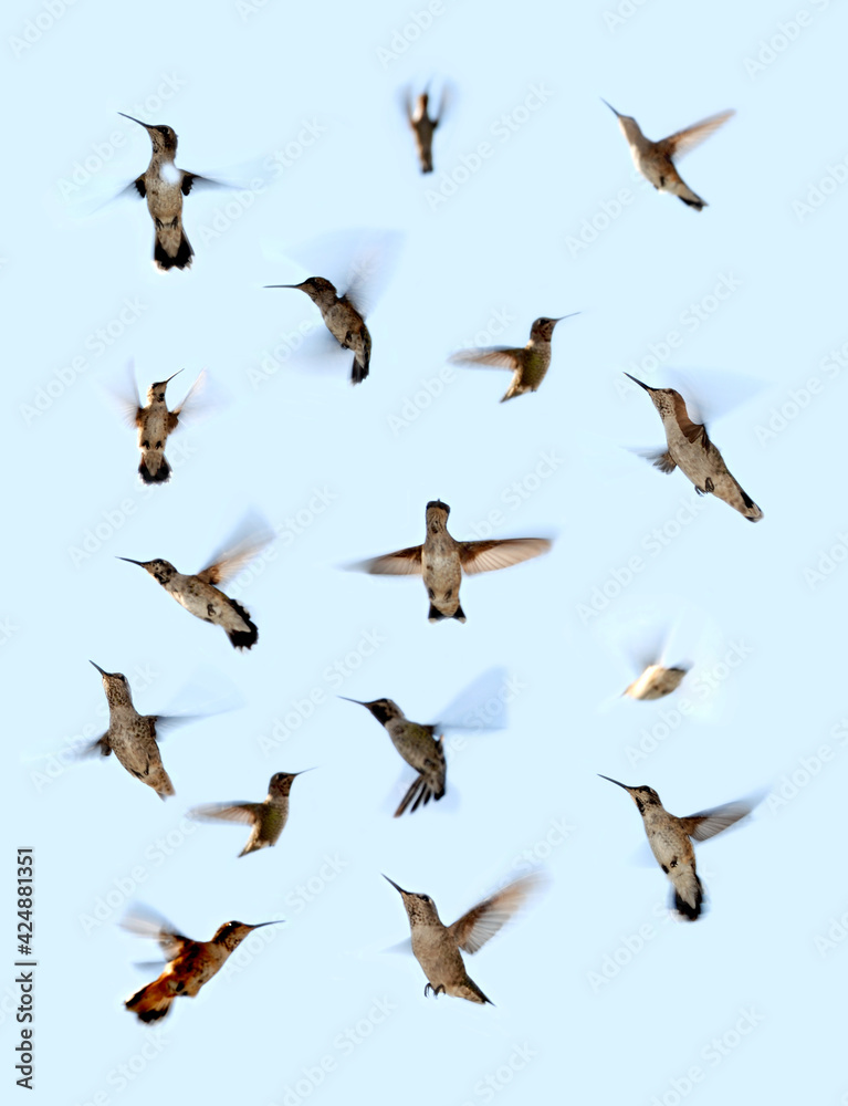 Fototapeta premium Hummingbird composite