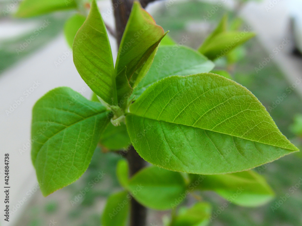 Spring awakening. Fresh blooming green leaves.
Spring awakening. Fresh blooming green leaves.