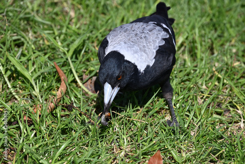 An Australian Magpie eating a grub it plucked from a lawn on an autumn day