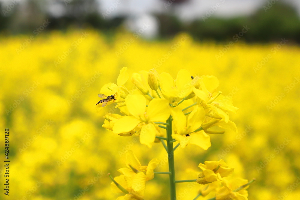Obraz premium 菜の花と蜂