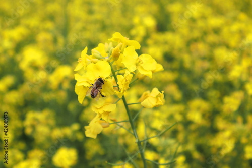 菜の花と蜂