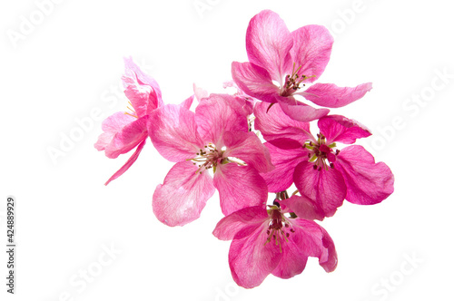 Fotografiet Bright pink cherry tree flowers on white isolated background close up