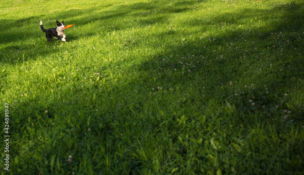 A dog runs through a spring bright green glade with the disk in its teeth. banner with copy space A dog runs through a spring bright green glade with the disk in its teeth. banner with copy space