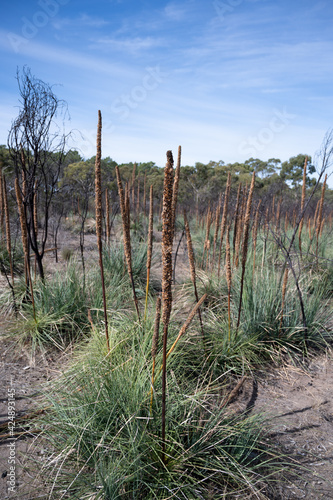field of multiple xanthorrhea australis  © Adrian