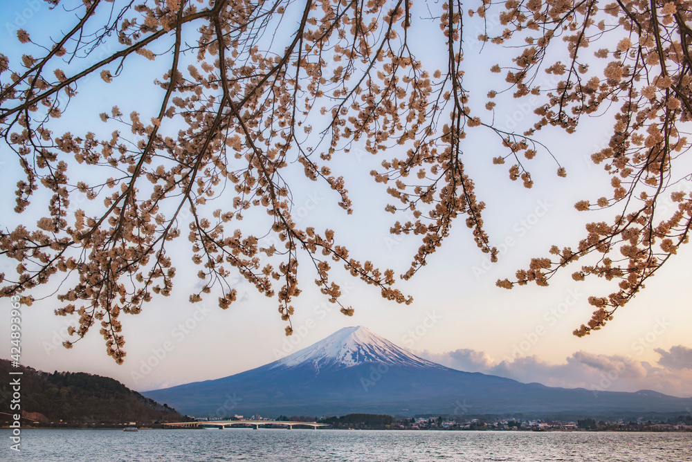 Fuji Mountian and Sakura Branches at Sunset, Kawaguchiko Lake, Yamanashi, Japan
