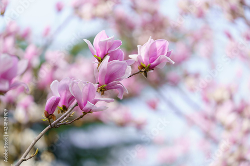 The red magnolia blossoms in spring