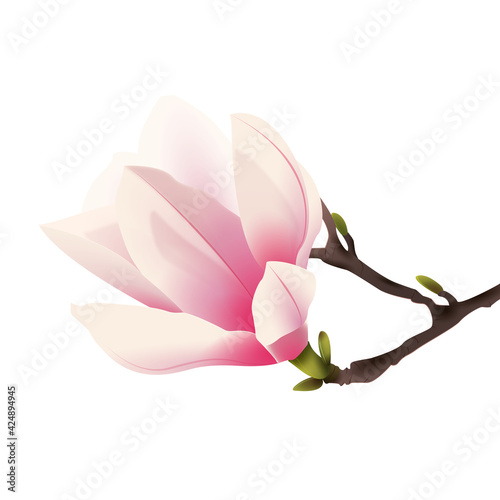 Rozkwitająca magnolia. Ręcznie rysowany kwiat w kolorze bladego różu z gałązką na białym tle.