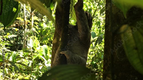 Cute female brown throated sloth bradypus variegatus in  natural habitat endangered mammal photo
