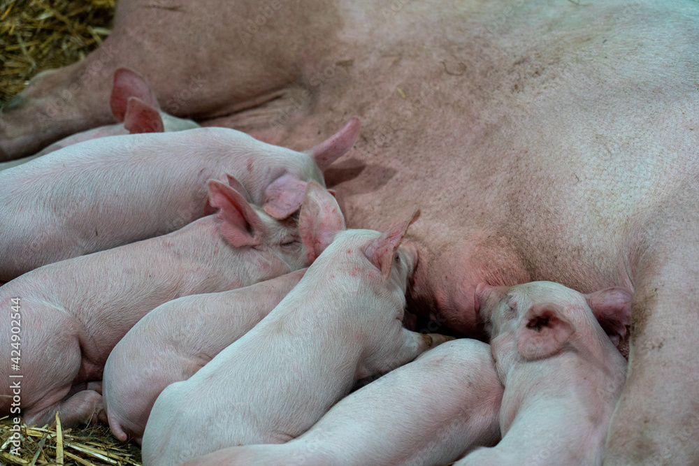 A fat pig with large udders and baby pigs being fed on a farm
A fat pig with large udders and baby pigs being fed on a farm