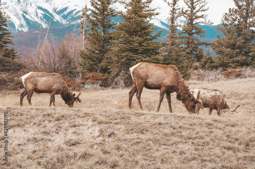 Three wild elk eating © Rafael