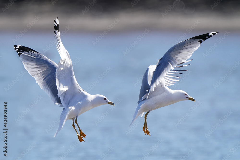 Ring billed gulls flying at the lake against a bright sunny early spring sky Ring billed gulls flying at the lake against a bright sunny early spring sky