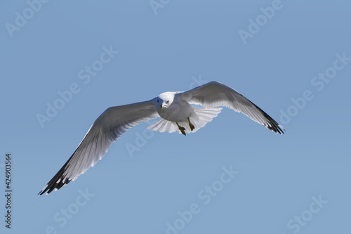 Ring billed gulls flying at the lake against a bright sunny early spring sky