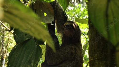 close up female brown throated sloth bradypus variegatus in natural habitat Costa Rica photo