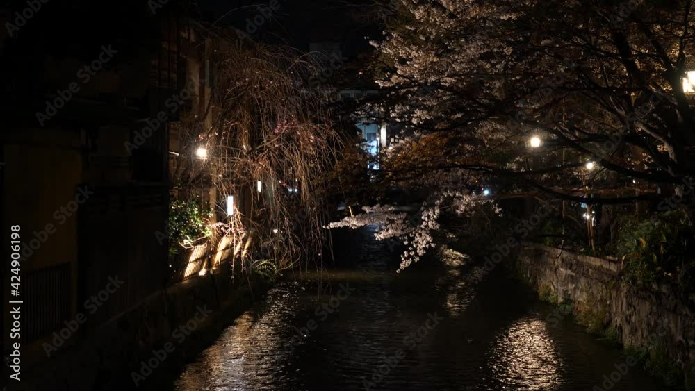 祇園白川の夜桜 祇園白川の夜桜