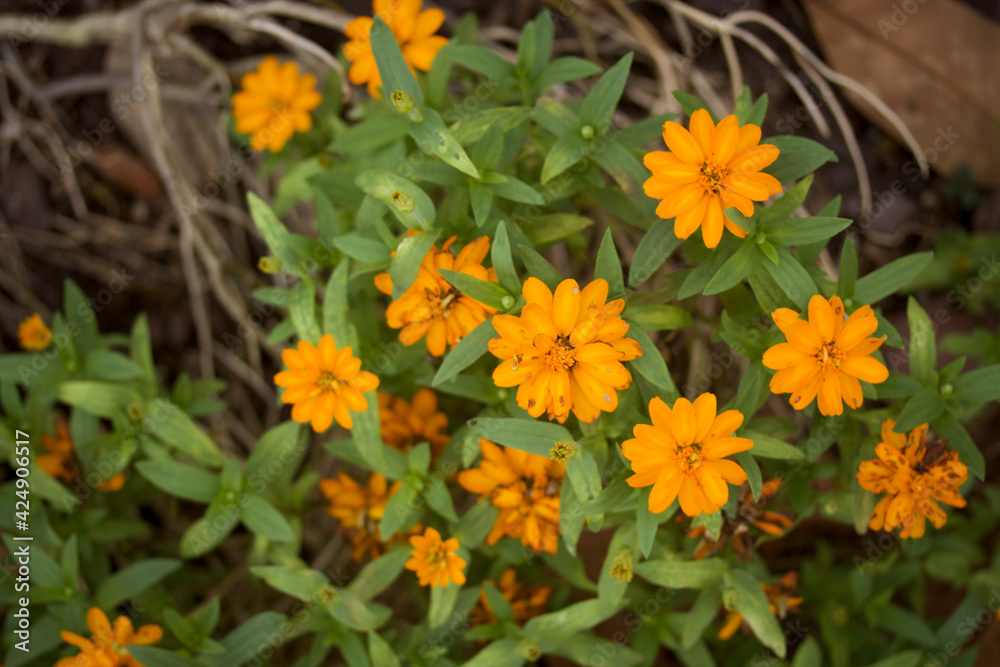 Blooming Orange Flowers Blooming Orange Flowers