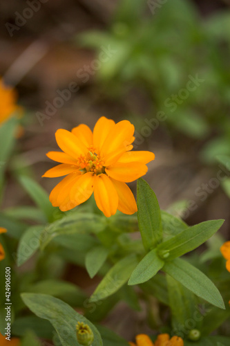 Orange Flower in Garden