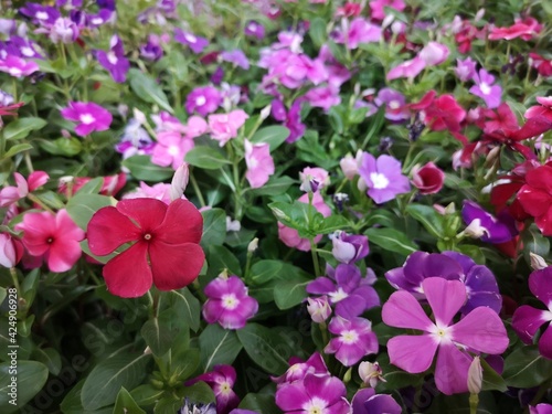 Cayenne Jasmine  Periwinkle  Catharanthus rosea  Madagascar Periwinkle  Vinca  Apocynaceae name flower pink color springtime in garden on blurred of nature background