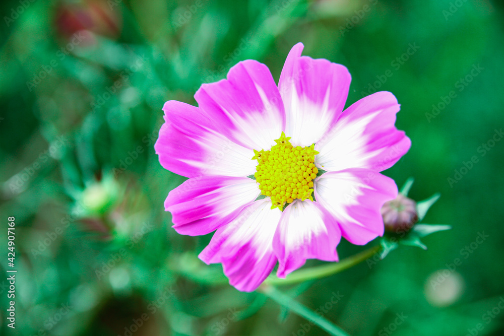 Obraz premium コスモス