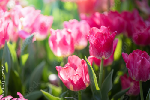 Beautiful bouquet of tulips. colorful tulips. nature background