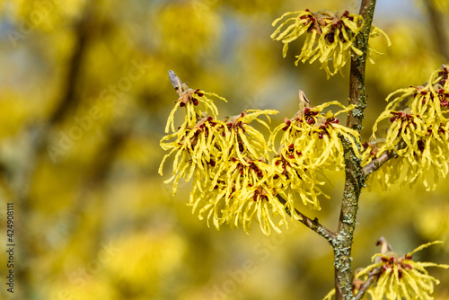 Closeup of Witch Hazel in bloom with bright yellow flowers, as a nature background
 photo