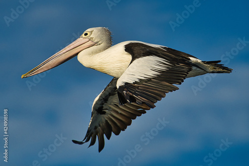 pelican in the sky © Ray Malik Photo