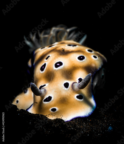 Hypselodoris tryoni Nudibranch photo
