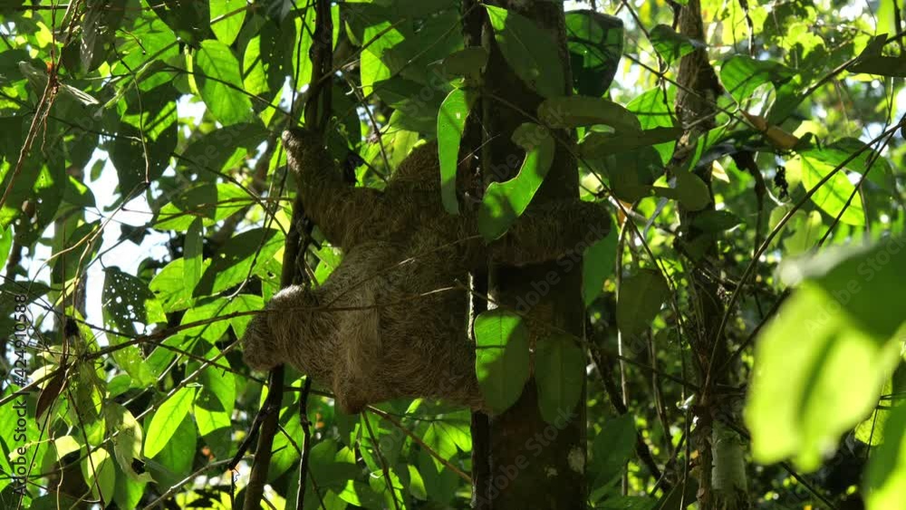 Female brown throated sloth view from her back hanging between two branches Costa Rica Female brown throated sloth view from her back hanging between two branches Costa Rica