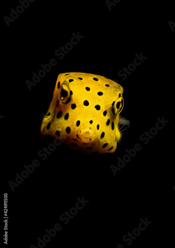 Juvenile Yellow Boxfish