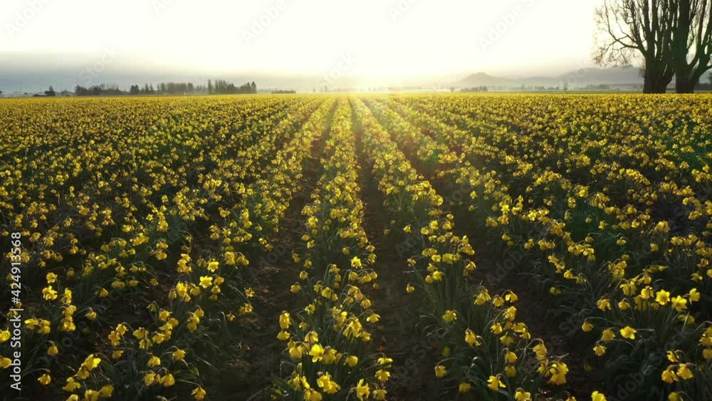 Dawn in the Yellow Daffodil Fields of the Skagit Valley. Rows of daffodils make for interesting patterns in this drone view of the blossoming fields of flowers on an early springtime morning.