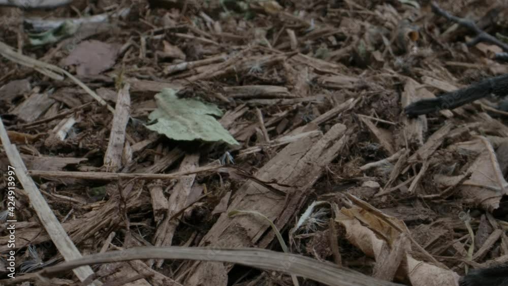 Awesome tarantula on forest floor close up Awesome tarantula on forest floor close up