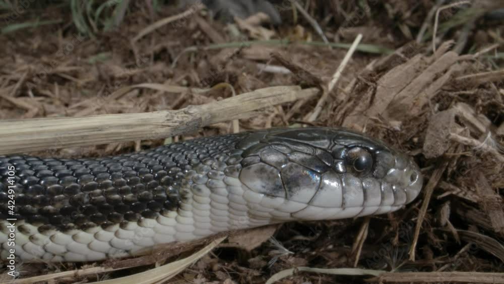 Slithering black rat snake close up macro head face Slithering black rat snake close up macro head face