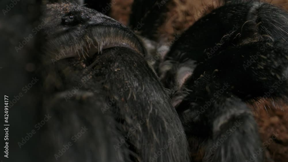 Tilt from tarantula eyes to mandibles Tilt from tarantula eyes to mandibles