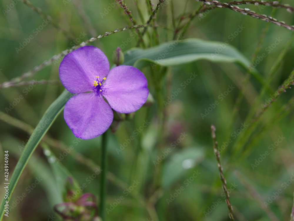むらさきの花 むらさきの花