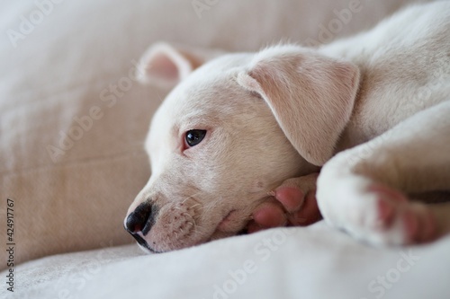 white puppy sleeping © tomasdbs